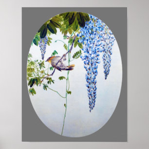 Japansk Robin i Wisteria, Watanabe Seitei Poster