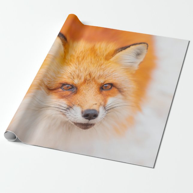 Japansk rödräv som vilar, sover och spelar in  presentpapper (Utrullad)