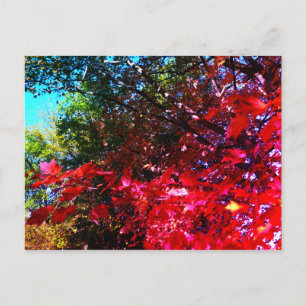 Japansk rosa red Maple Höst löv Vykort