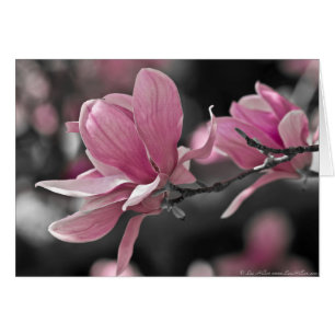 Japansk Rosa Saucer Magnolia Hälsningskort
