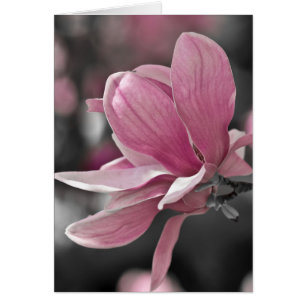 Japansk Rosa Saucer Magnolia Hälsningskort