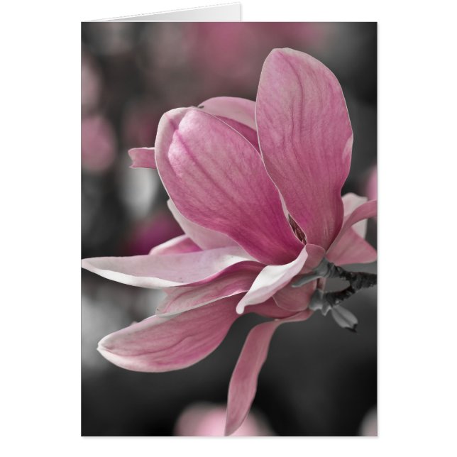 Japansk Rosa Saucer Magnolia Hälsningskort (Framsidan)