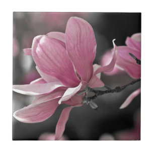 Japansk Rosa Saucer Magnolia Kakelplatta
