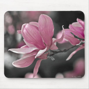 Japansk Rosa Saucer Magnolia Musmatta