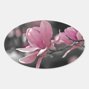 Japansk Rosa Saucer Magnolia Ovalt Klistermärke