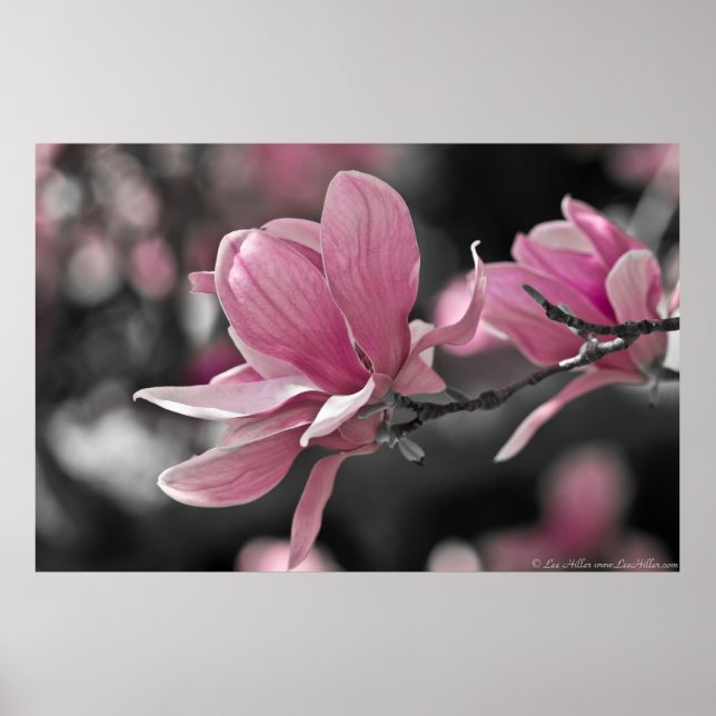 Japansk Rosa Saucer Magnolia Poster (Framsidan)