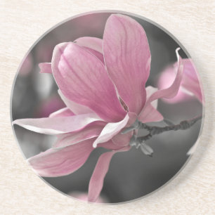 Japansk Rosa Saucer Magnolia Underlägg Sandsten