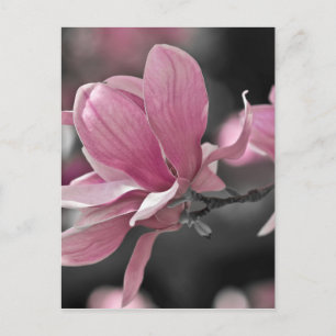 Japansk Rosa Saucer Magnolia Vykort