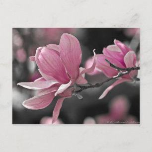 Japansk rosa SaucerMagnolia Vykort