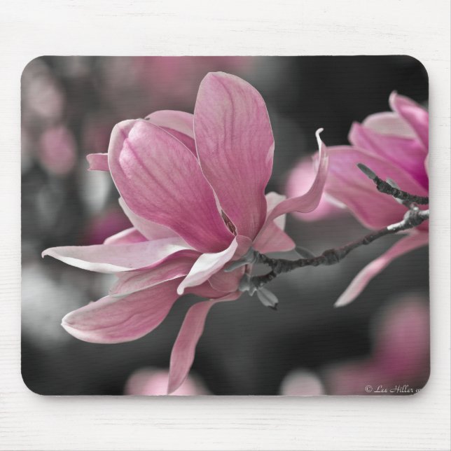Japansk rosa skålmagnolia musmatta (Framsidan)