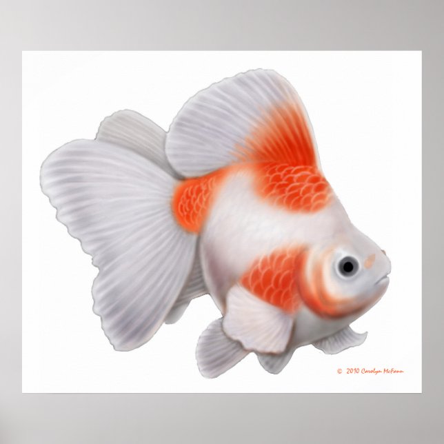 Japansk Ryukin Fantail Goldfish Skriv ut Poster (Framsidan)