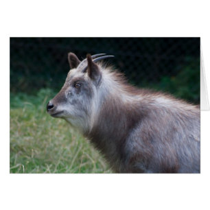 Japansk serow hälsningskort