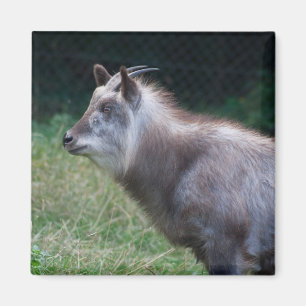 Japansk serow magnet