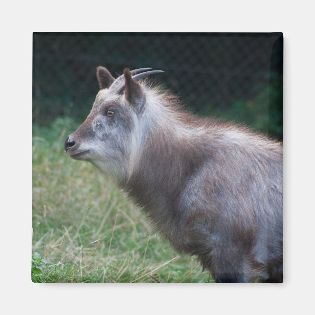 Japansk serow magnet (Framsidan)