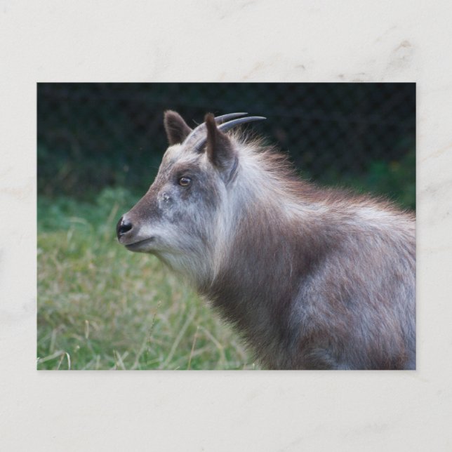 Japansk serow vykort (Framsida)