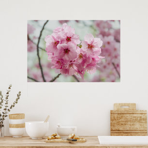 Japansk skönhet, Blommigt Rosa Cherry-Blommar Poster