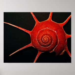 Japansk Snäcka Poster