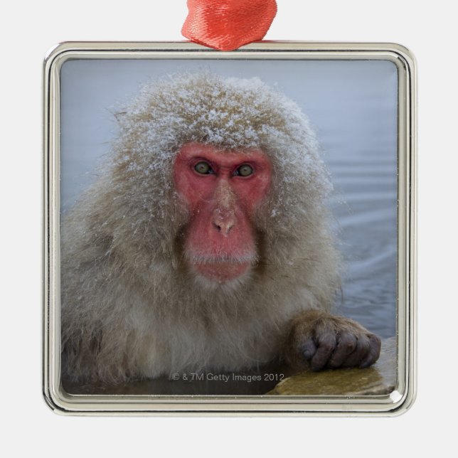 Japansk snöapa i hotspring julgransprydnad metall (Framsidan)