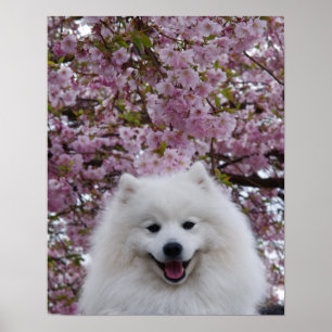 Japansk Spitz/American Eskimo Cherry Blommar Prin Poster