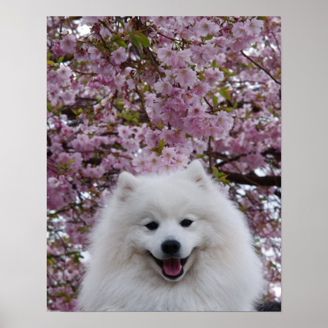 Japansk Spitz/American Eskimo Cherry Blommar Prin Poster (Framsidan)