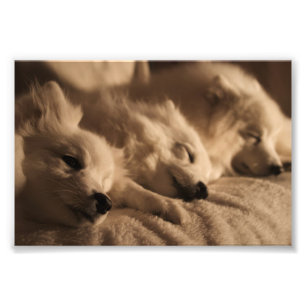 Japansk spitz/amerikansk eskimo-poster fototryck