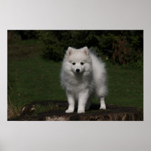 Japansk spitz/amerikansk eskimo puppy poster