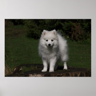 Japansk spitz/amerikansk eskimo puppy poster
