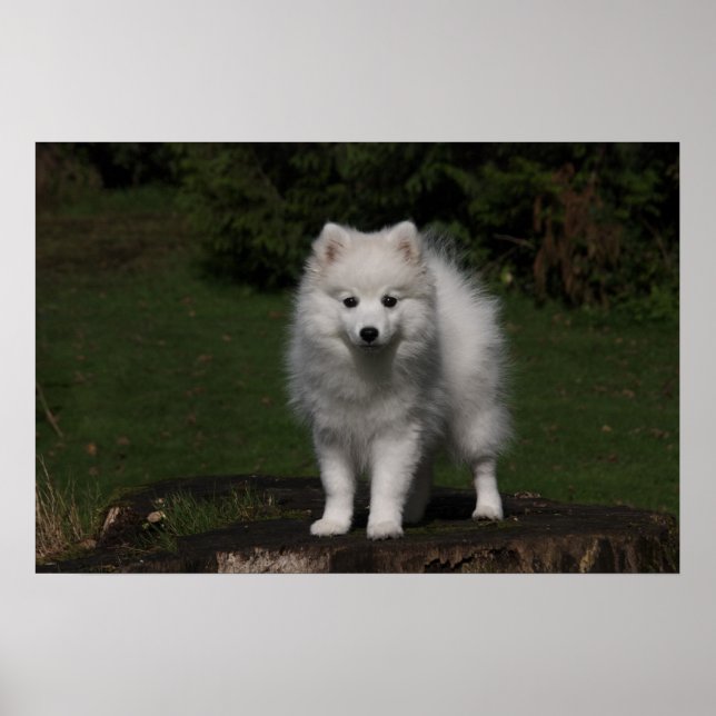 Japansk spitz/amerikansk eskimo puppy poster (Framsidan)