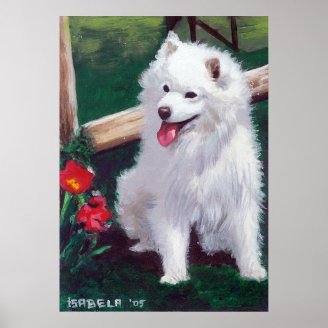 Japansk Spitz Hund Porträtt Poster (Framsidan)