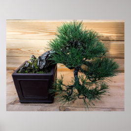 Japansk svart Gräs Bonsai Träd Photo Poster