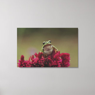 Japansk träd groda (Hyla japonica) på blommor. Canvastryck