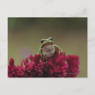Japansk träd groda (Hyla japonica) på blommor. Vykort