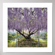 Japansk Visteria – Konsttryck