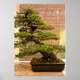Japansk vit Gräs Bonsai Träd Photo Poster