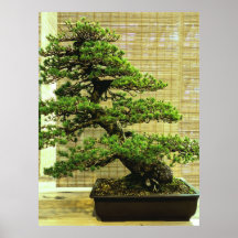 Japansk vit Gräs Bonsai Träd