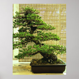 Japansk vit Gräs Bonsai Träd Poster