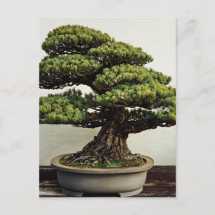 Japansk vit Gräs Bonsai Träd Vykort