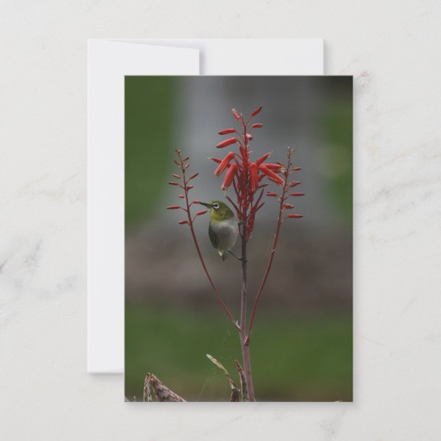 Japansk vit Öga Bird Tack Kort (Framsida)