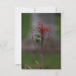 Japansk vit Öga Bird Tack Kort