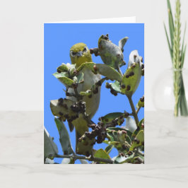 Japansk vit-Öga Tittar på mig Kort