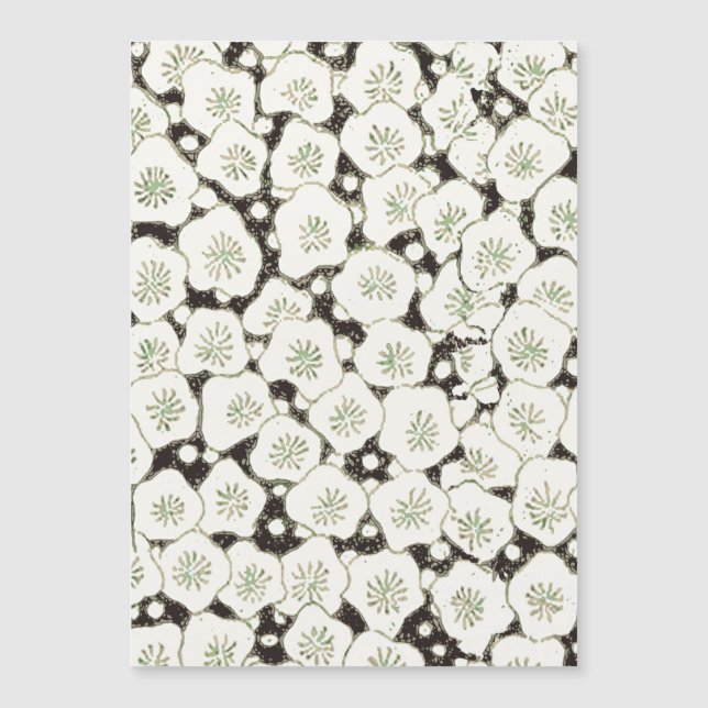 Japansk vitblommiga blommigt (Framsida)