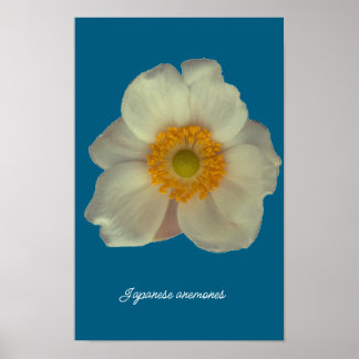 Japanska anemone blommar poster