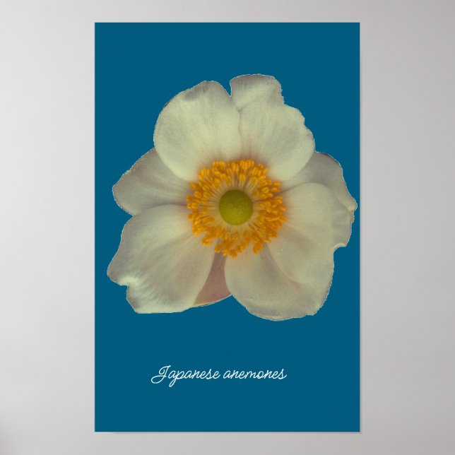 Japanska anemone blommar poster (Framsidan)