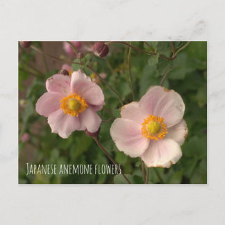 Japanska anemoneblommor vykort
