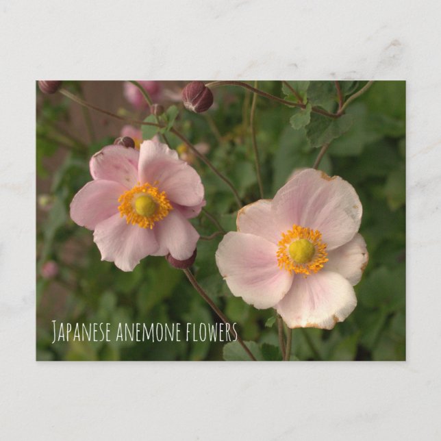 Japanska anemoneblommor vykort (Framsida)