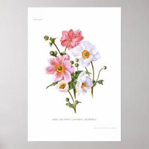 Japanska anemoner poster
