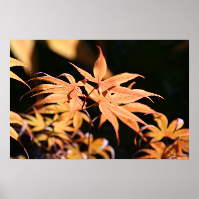 Japanska apel 6 - Floral Photography Poster (Framsidan)