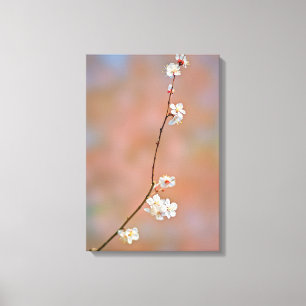 Japanska Apricot-blommar Canvastryck