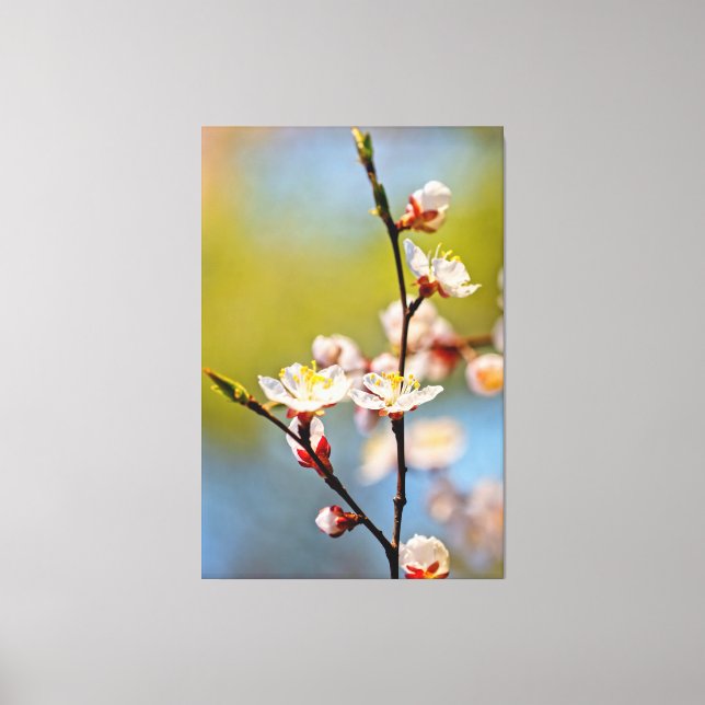 Japanska Apricot-Blommar Canvastryck (Framsida)