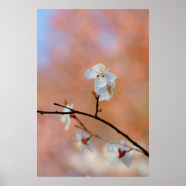 Japanska Apricot-Blommar Poster